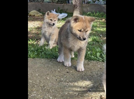 7 j akita sm1125.jpg